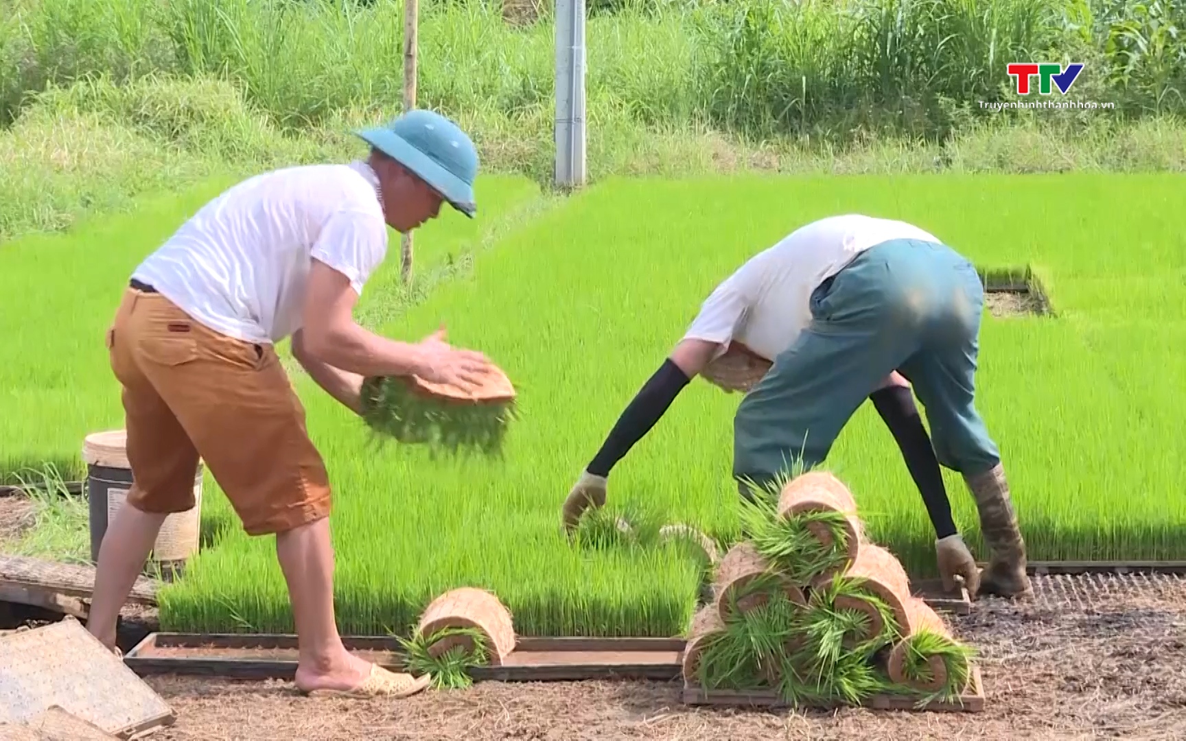 Sử dụng thuốc trừ cỏ cho lúa vụ mùa - Ảnh 1.
