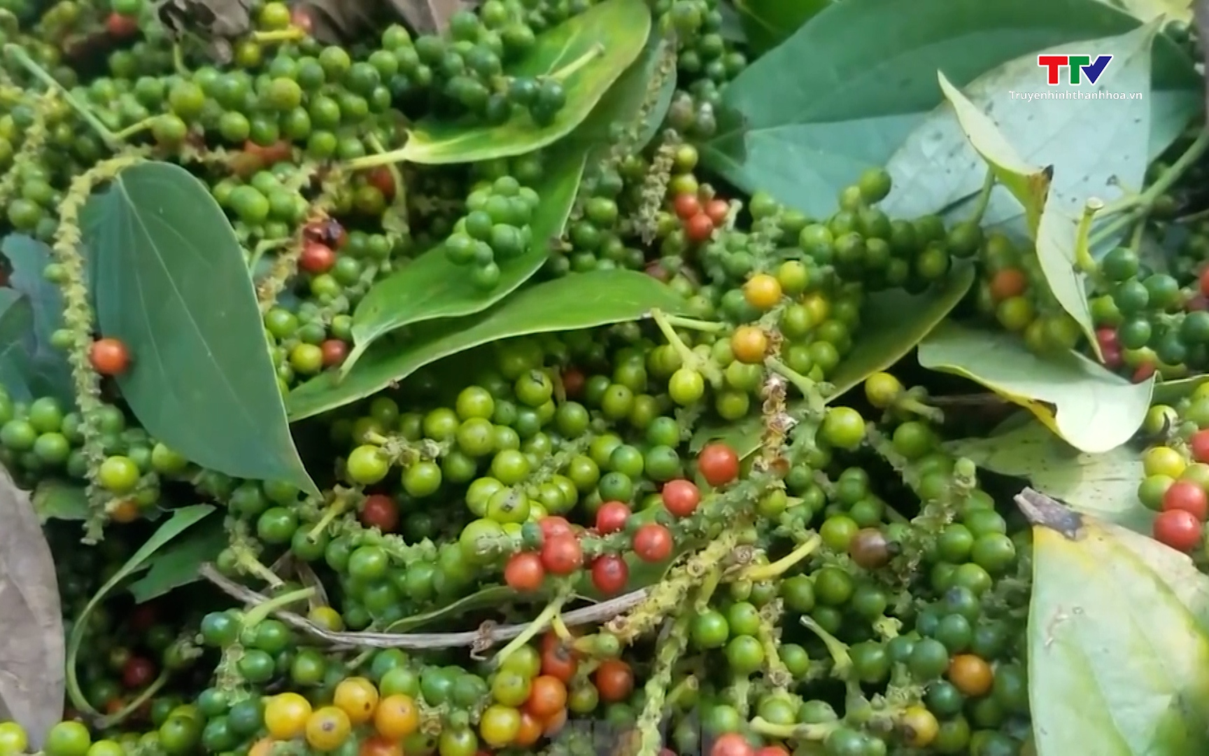 Giá cà phê trong nước chạm ngưỡng 90.000 đồng/kg - Ảnh 1.
