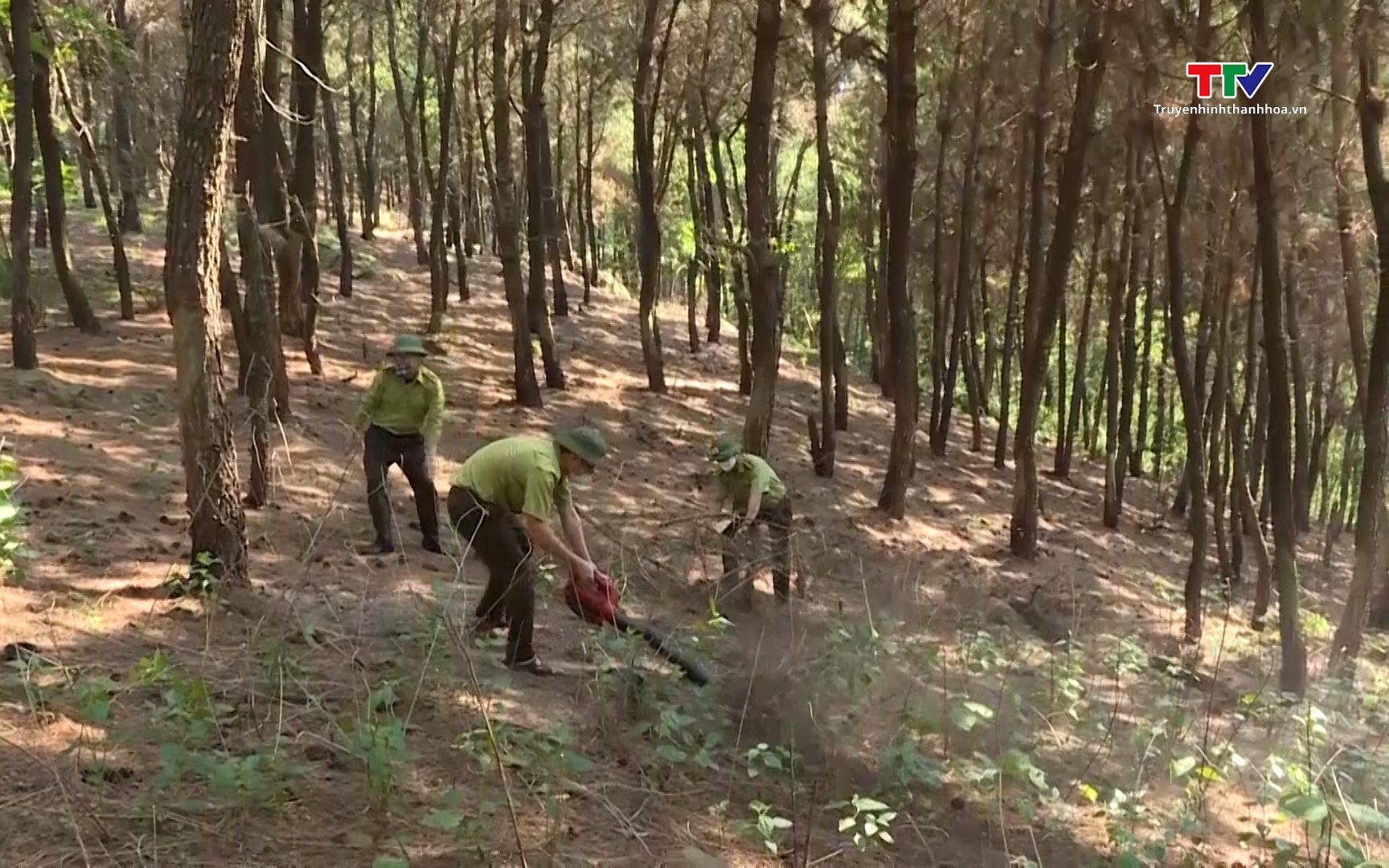 Thủ tướng chỉ đạo khẩn về ph&ograve;ng ch&aacute;y, chữa ch&aacute;y rừng - Ảnh 1.
