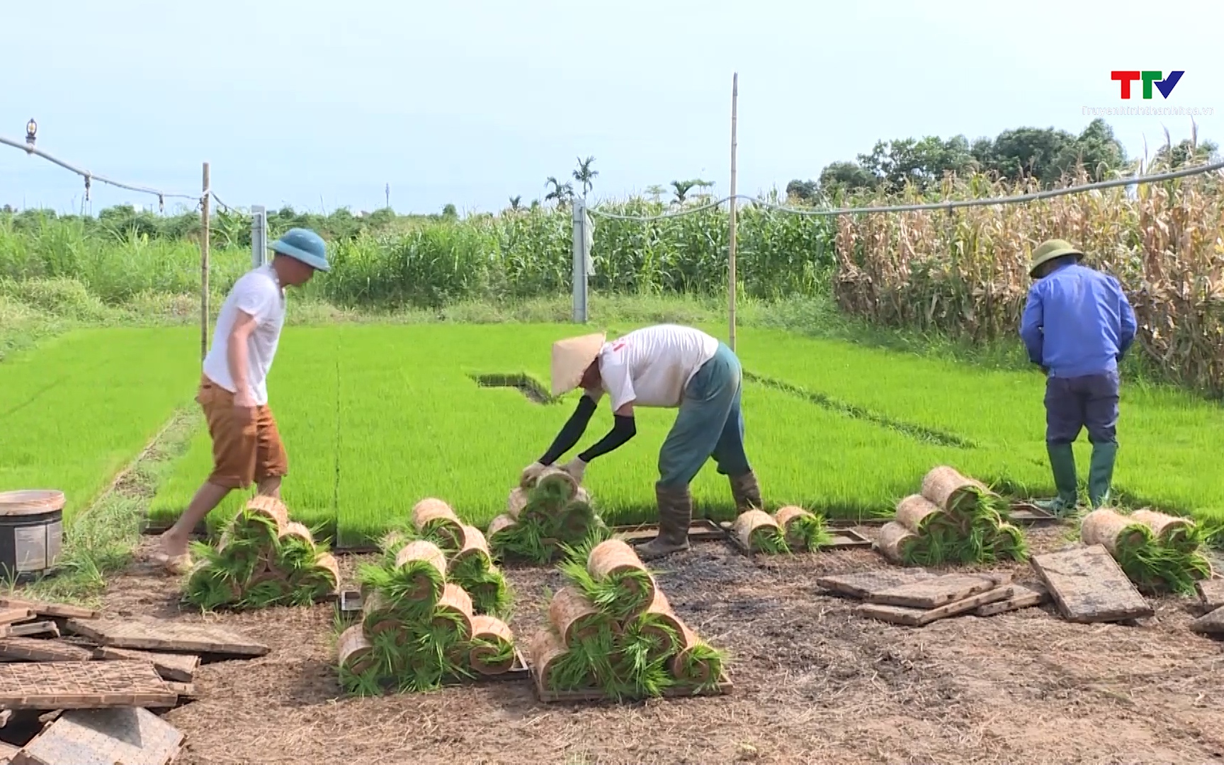 Chủ động c&aacute;c điều kiện cho sản xuất vụ Thu M&ugrave;a