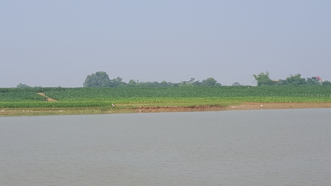 bai ngo trên đất bồi.jpg
