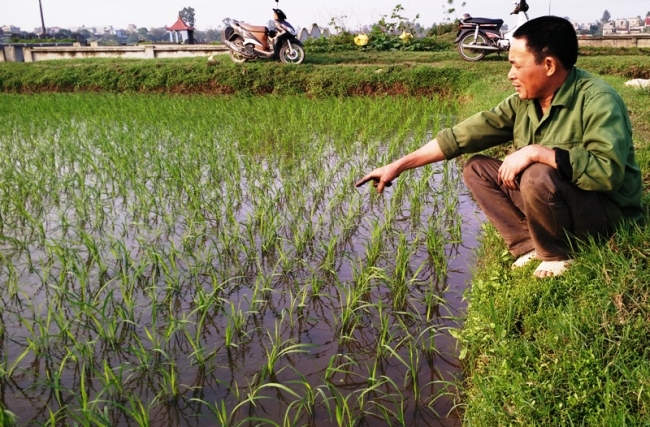 may-cay-khong-dong-co-cua-lao-nong-ninh-binh (13).jpg
