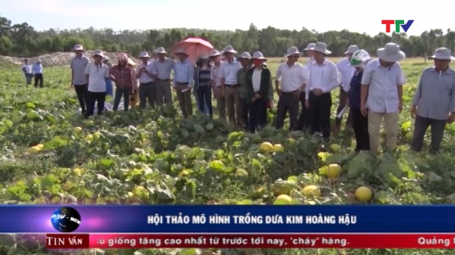 Kỹ thuật trồng dưa kim hoàng hậu kim cô nương  năng suất chất lượng