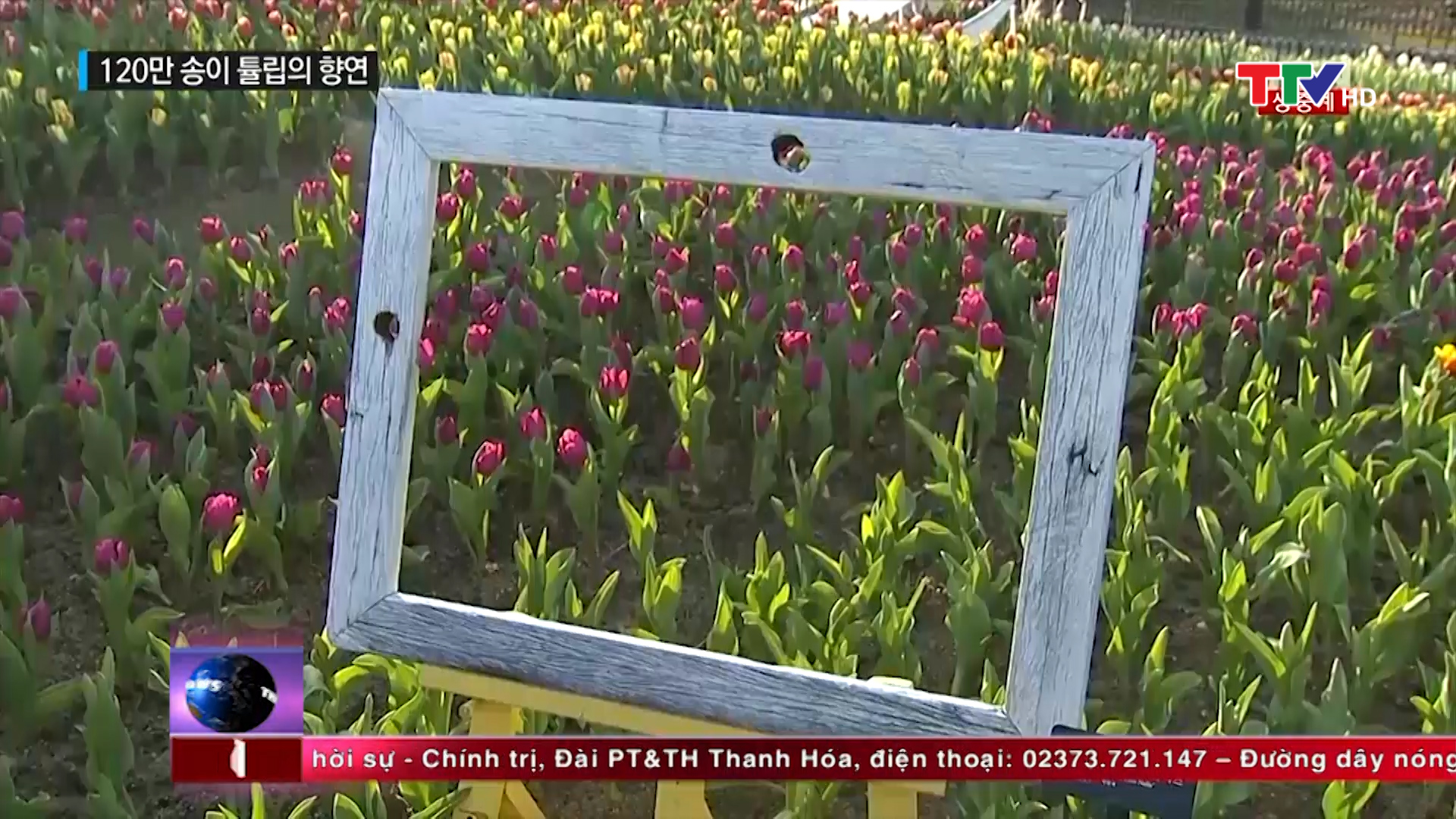 Lễ hội hoa Tulip ở công viên giải trí Everland, Hàn Quốc