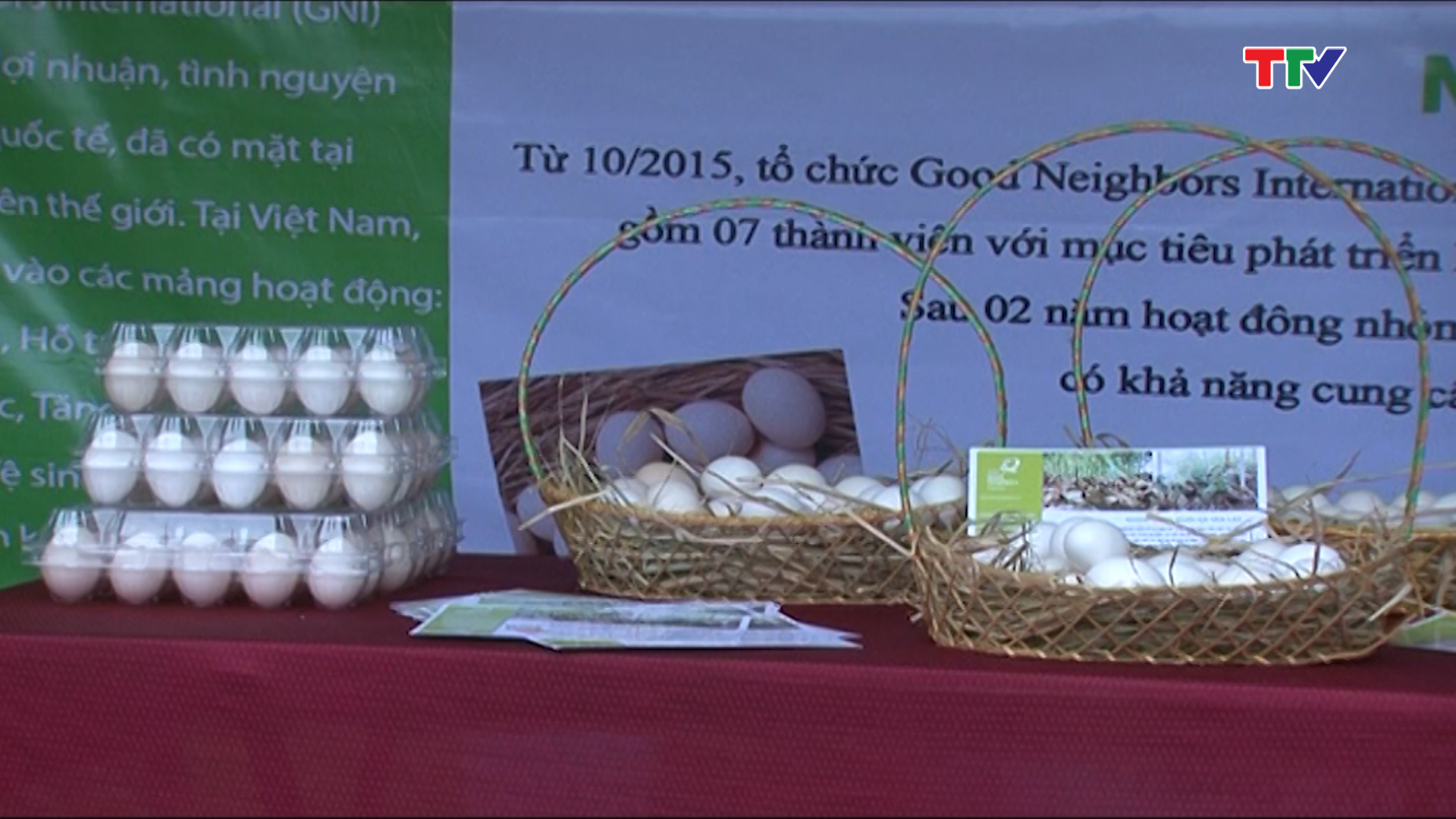 Mô hình chăn nuôi gà sạch tại thôn Tân Lập, xã Vĩnh Long, Vĩnh Lộc cung cấp từ 600 - 1000 quả trứng sạch mỗi ngày
