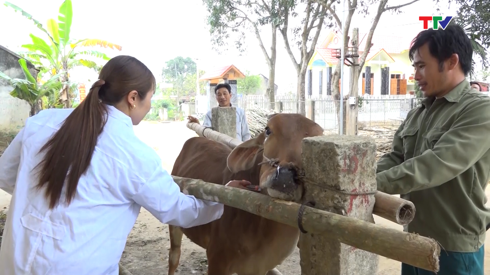 Huyện Thạch Thành đã có 12/28 xã, thị trấn triển khai xong công tác tiêm phòng vắc xin phòng bệnh cho vật nuôi