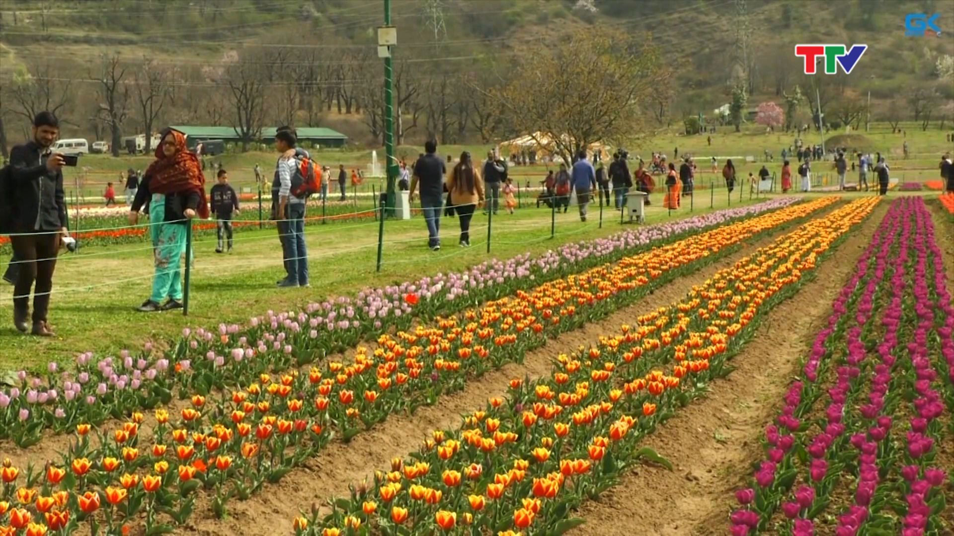 Vườn hoa tulip lớn nhất châu Á