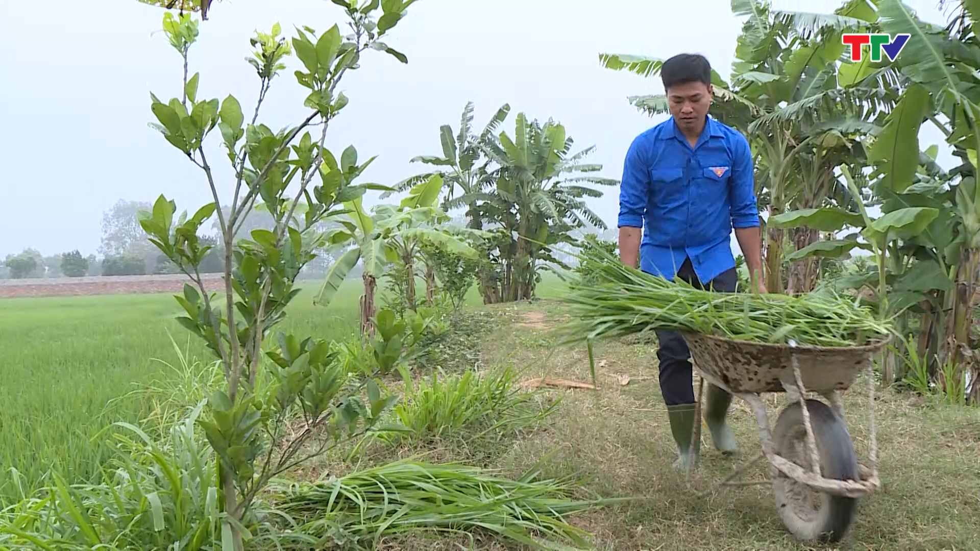 Anh Nguyễn Hữu Quang,ở xã Yên Bái, huyện Yên Định quyết định đầu tư phát triển mô hình trang trại chăn nuôi tổng hợp