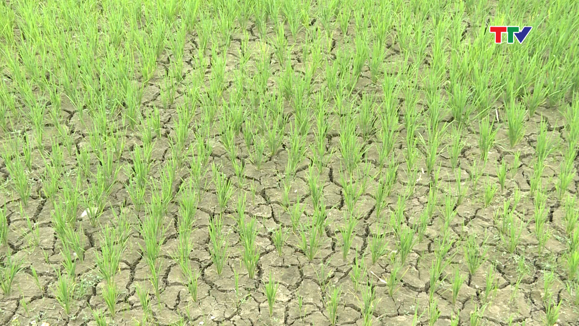 10 ha lúa vụ chiêm xuân của thôn Chiềng Khạt, xã Đồng Lương huyện Lang Chánh đã bị khô hạn