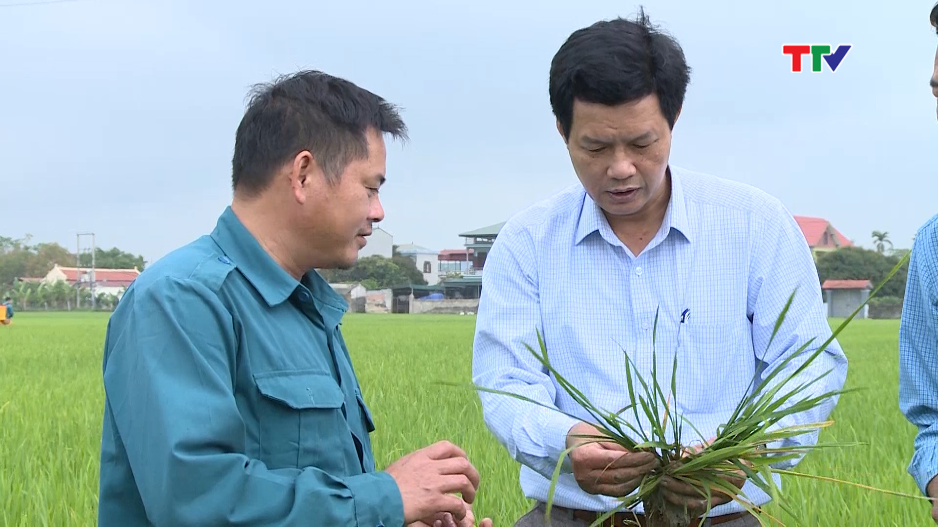 Vụ mùa năm 2017, trên 40 ha trồng lúa giống của HTX dịch vụ nông nghiệp Hoằng Quỳ đã không được thu hoạch do bệnh lùn sọc đen phương Nam gây hại.