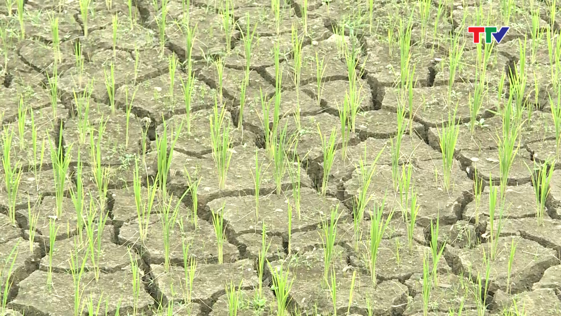 Hiện nay, trên 10 ha lúa vụ chiêm xuân của thôn Chiềng Khạt, xã Đồng Lương huyện Lang Chánh đã bị khô hạn