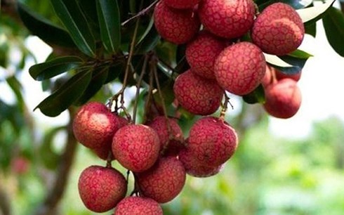 Dự báo vụ vải năm nay sản lượng sẽ tăng mạnh