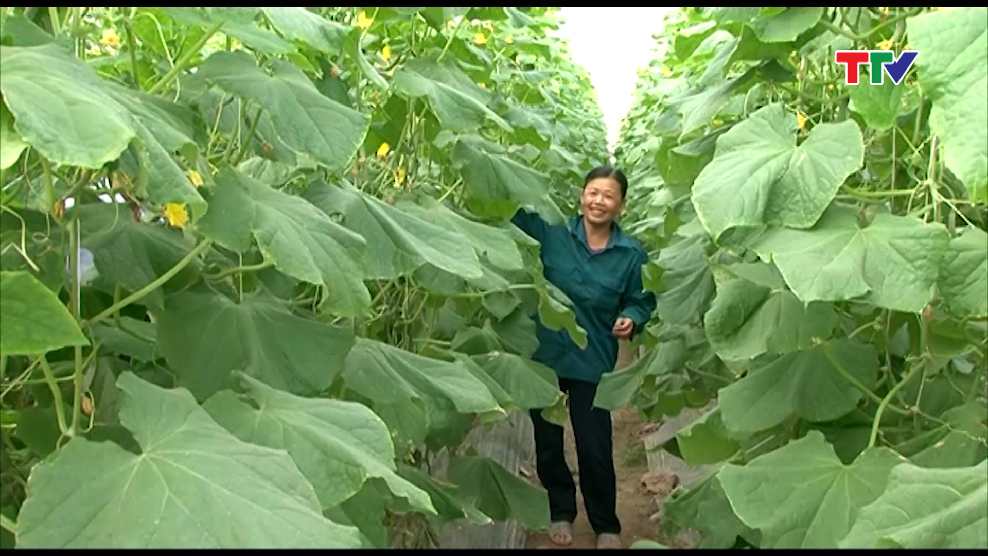 Toàn xã Vĩnh Thành, huyện Vĩnh Lộc  hiện có hơn 100 ha diện tích trồng rau, trong đó có 3,2 ha trồng rau an toàn, thu hút 22 hộ dân tham gia
