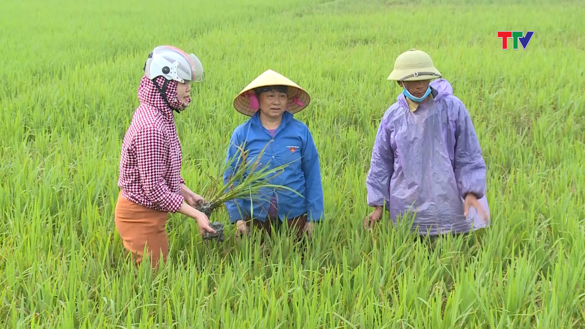 Nếu không phòng trừ kịp thời thì nguy cơ bệnh đạo ôn cổ bông lây lan, gây hại là  rất cao.