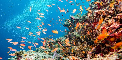 Rặng san hô lớn nhất thế giới Great Barrier Reef. Ảnh: Edu Australia