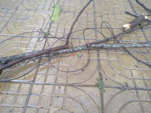 Cành cây cuốn cùng dây điện rơi xuống đất