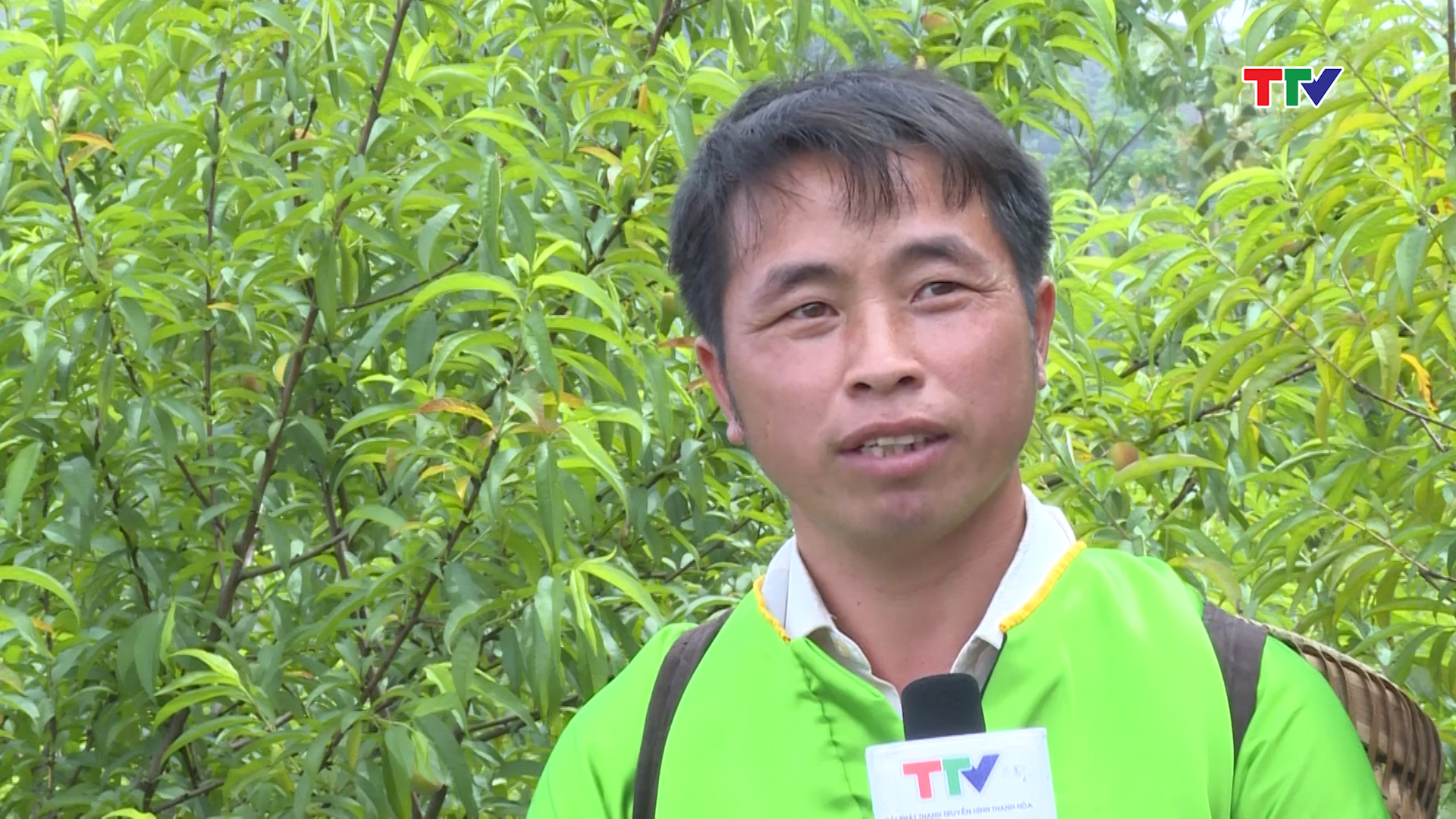 Anh Thao L&acirc;u P&oacute; Bản P&aacute; Hộc, x&atilde; Nhi Sơn, huyện Mường L&aacute;t, n&oacute;i:  