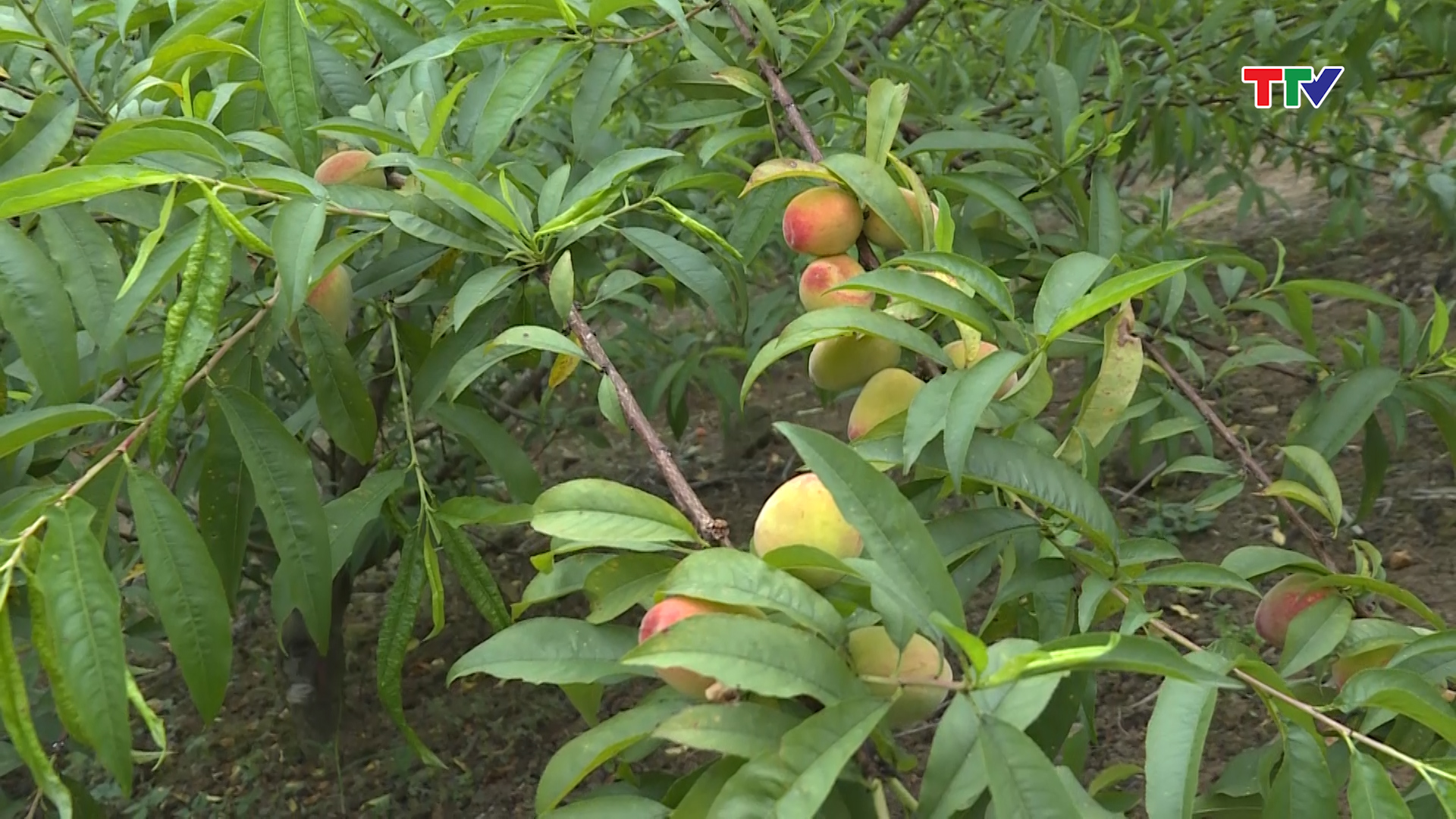 Những tr&aacute;i đ&agrave;o ch&iacute;n tr&aacute;i vụ tại x&atilde; Nhi Sơn, huyện Mường L&aacute;t.