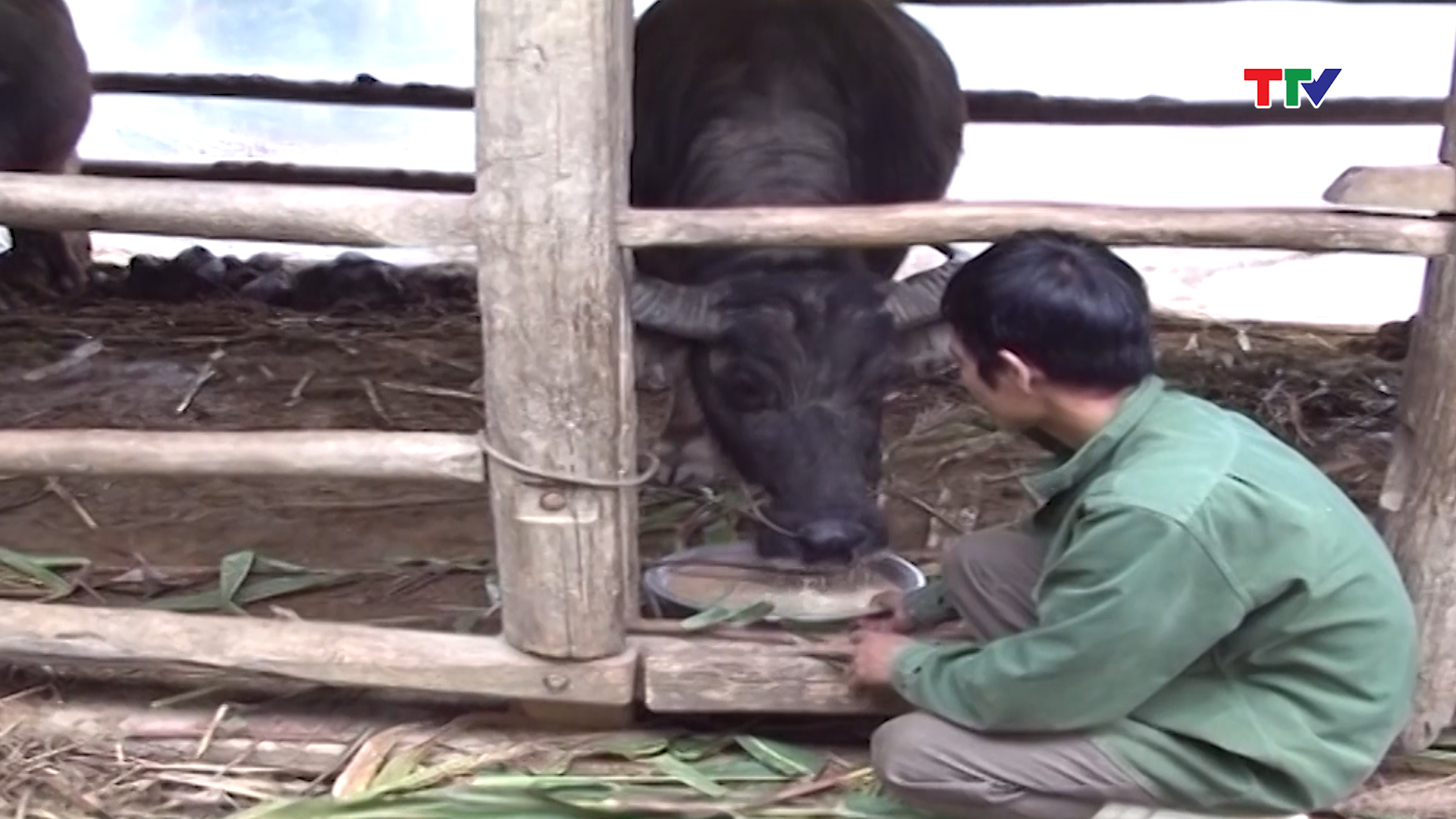 Chú ý chăm sóc trâu chửa để nghé con sinh ra được khỏe mạnh.