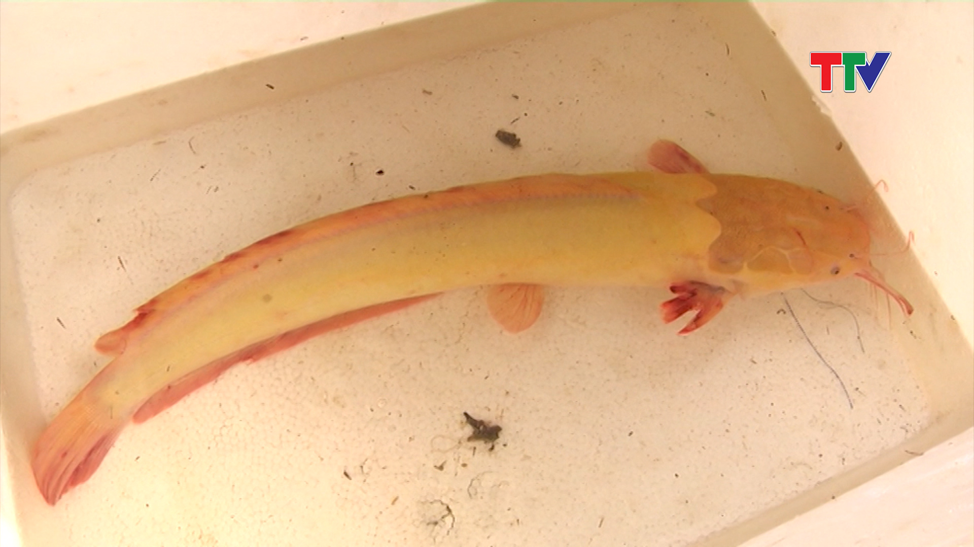 Con cá trê vàng, có chiều dài gần 50cm và nặng trên 1kg. 