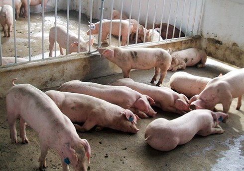Tái đàn lợn ồ ạt sẽ dẫn đến mất cân đối cung cầu. (Ảnh minh họa: KT)
