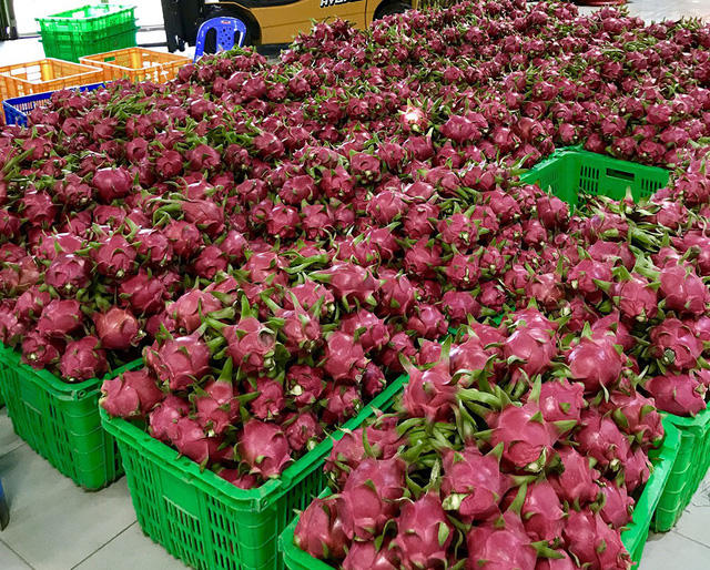 Thanh long là sản phẩm chủ lực của Việt Nam được MM xuất khẩu sang Thái Lan