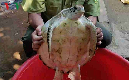 Con rùa biển nặng 7,5 kg được thả về biển ( Ảnh: CTV)