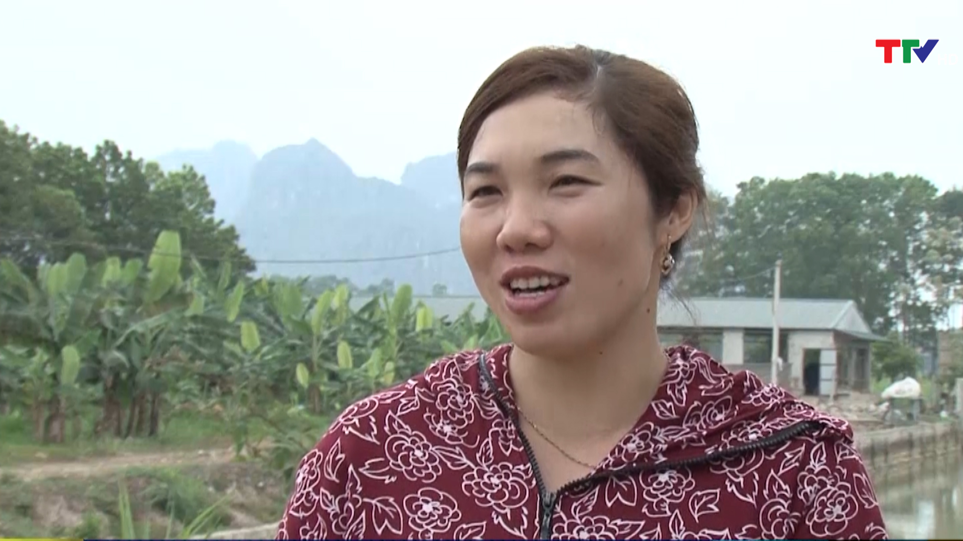 Chị Lê Thị Lan - Đông Nam - Đông Sơn: So sánh tăng trưởng: bò của phú gia, bỏ vốn thì nhiều vốn hơn bò thường, tốc độ tăng trưởng của bò phú gia từ 1-1,2kg/ngày/con. Bò vàng khi mua rẻ hơn bò phú gia rất nhiều, tăng trưởng chỉ tính lạng, kém hơn nhiều, khoảng 3-4 lạng/con/ ngày. 