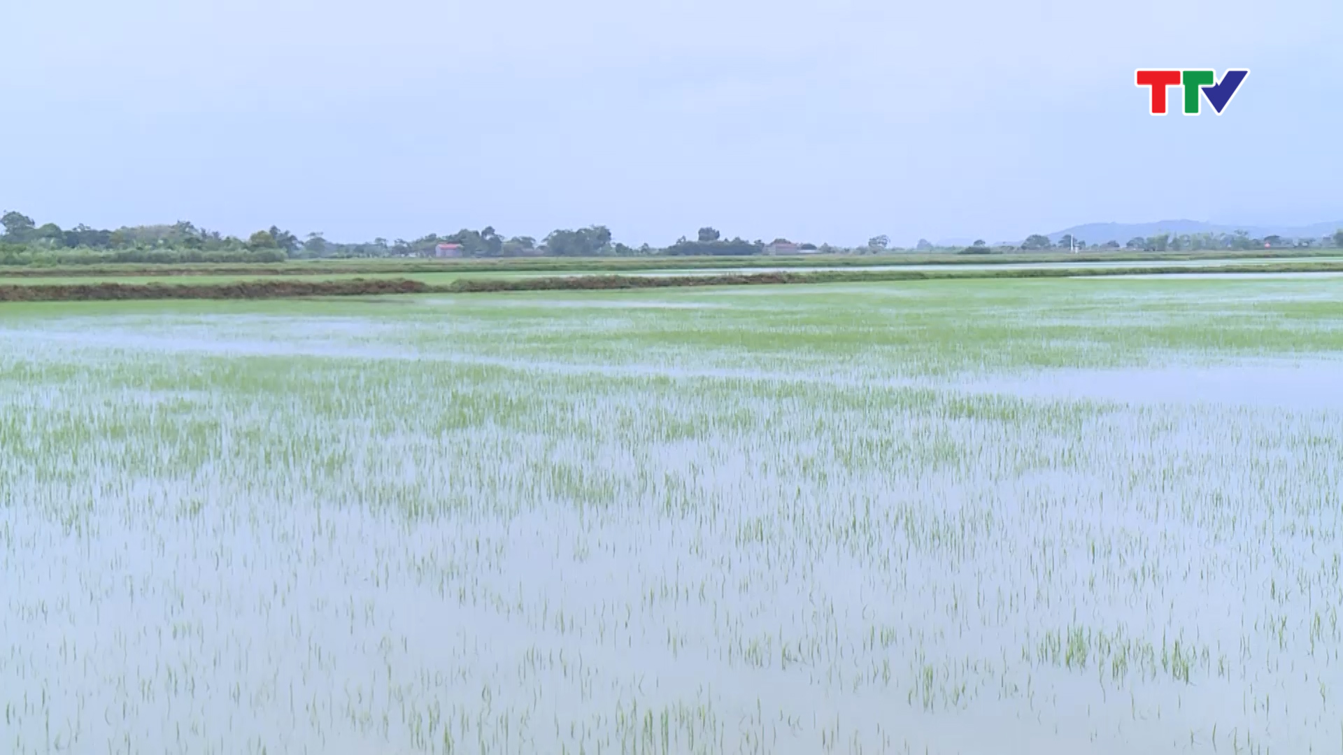 <br>Cánh đồng rộng hơn 10 ha thuộc thôn 7 xã Hà Lan, thị xã Bỉm Sơn mới gieo sạ đã bị ngập trắng.