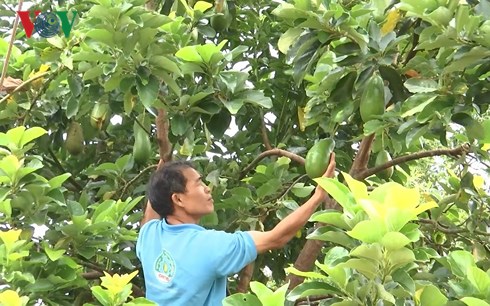 Ông Cao Văn Nguyên lãi hơn 2 tỷ mỗi năm nhờ trồng bơ chất lượng cao xen cà phê. (Ảnh: Công Bắc).