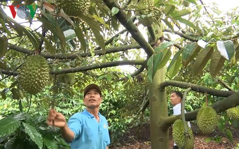 Trồng sầu riêng, bơ xen cà phê đã trở thành phong trào ở huyện biên giới Chư Prông. (Ảnh: Công Bắc).