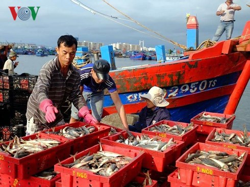Nếu ngư dân làm đúng theo quy định, giá trị sản lượng đánh bắt hải sản sẽ cao hơn rất nhiều.