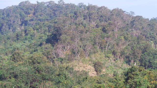 Rừng tự nhiên của Việt Nam ngày càng nghèo kiệt, rừng trồng bị khai thác non