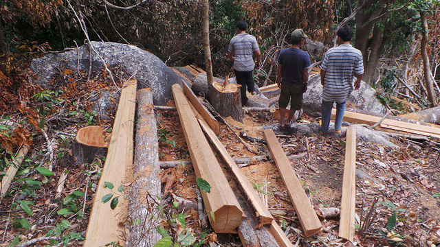 Thủ tướng chỉ đạo xử lý triệt để mọi hành vi phá rừng, xâm canh rừng trông cây công nghiệp
