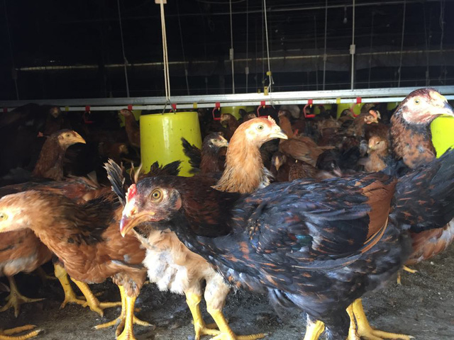 Mỗi đợt anh Cẩn thả nuôi 30.000 con gà, sau 70 ngày đàn gà được xuất bán mang về 250 triệu đồng tiền lãi