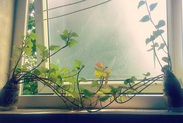 Góc cửa sổ trong phòng trở nên thi vị hơn nhờ những chậu khoai lang bonsai. Ảnh: Hà Phương Nguyễn