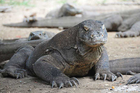 Indonesia là nơi sinh sống của rồng Komodo. Đây là loài vật đáng sợ, nặng 70 kg, có thể dài tới 3m. Các vết cắn của chúng đều có độc. Ảnh: Telegraph.
