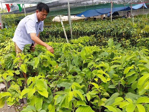 &Ocirc;ng Huỳnh Trần Quốc Phi b&ecirc;n trại c&acirc;y giống