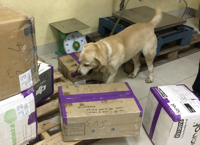 Chó nghiệp vụ tìm ma tuý trong các thùng hàng