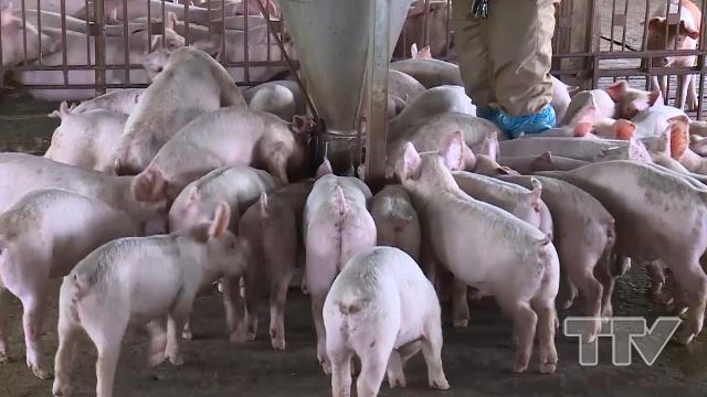Trước tình hình giá lợn hơi tăng tới 200% so với năm 2017, Bộ Nông nghiệp và Phát triển nông thôn vừa ra công văn hoả tốc yêu cầu các tỉnh thống kê và có biện pháp ổn định nguồn cung thịt lợn.