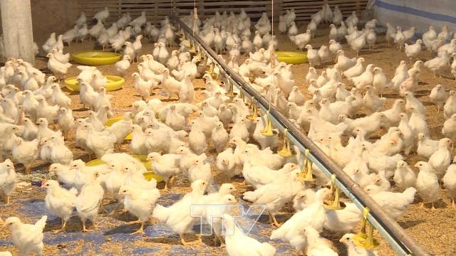 Cả nước hiện có 3 ổ dịch cúm A/H5N6 nguy cơ lây lan cao