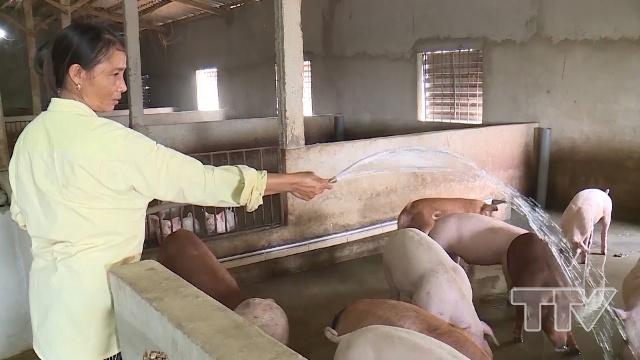 Theo Cục Xuất nhập khẩu (Bộ Công Thương), mức giá lợn hơi cao khiến người chăn nuôi tái đàn ồ ạt, dẫn đến tình trạng cung vượt cầu như năm 2017 có thể tái diễn.