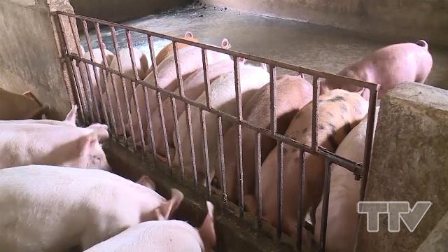 Trong 10 ngày đầu tháng 8/2018, giá lợn hơi trong nước đạt mức cao kỷ lục trong nhiều năm.