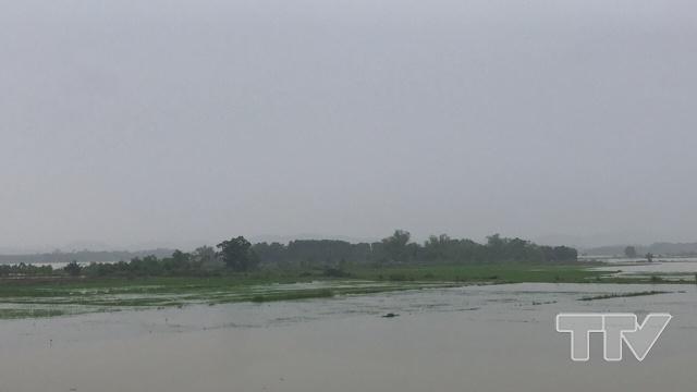 Ngoài khu vực dân cư bị ngập, huyện Vĩnh Lộc còn bị ngập và mất trắng hơn 500 ha hoa màu vùng bãi sông.