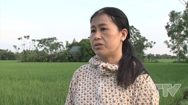 Bà Chu Thị Luyến- Khuyến nông viên xã Quảng Đông-TP Thanh Hoá nói: Hiện tại lúa đang giai đoạn đứng cái làm đòng. Bệnh chủ yếu nấm bệnh khô vằn, đốm sọc vi khuẩn. Chúng tôi thăm đồng sau mưa bão, phát hiện đốm sọc vi khuẩn, khô vằn. Về thông báo lên loa truyền thanh. Bệnh đó lây lan rất nhanh, mới phát hiện, nên cho dân phòng trừ nên cũng đỡ.
