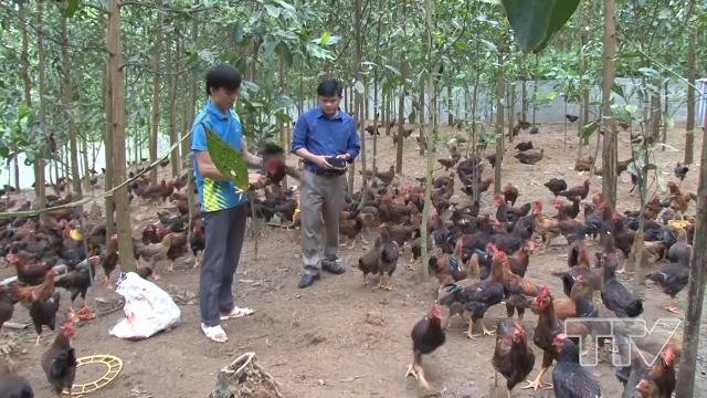 Thành công từ mô hình nuôi gà thả vườn  Báo điện tử Bình Định