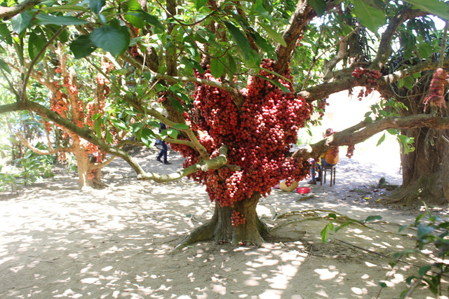 Cả ch&ugrave;m d&acirc;u đỏ rực mọc b&aacute;m s&aacute;t v&agrave;o th&acirc;n c&acirc;y, lan xuống tận gốc c&acirc;y, tạo n&ecirc;n h&igrave;nh ảnh rất lạ mắt.