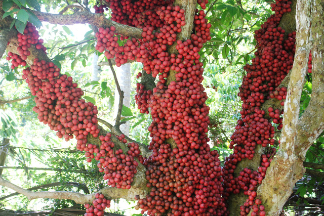 Cứ v&agrave;o khoảng th&aacute;ng 8 đến th&aacute;ng 10 l&agrave; m&ugrave;a ch&iacute;n của c&acirc;y d&acirc;u đỏ