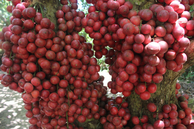 Cận cảnh những tr&aacute;i d&acirc;u đỏ ch&iacute;n rực