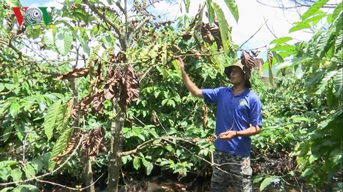 Thời tiết mưa k&eacute;o d&agrave;i khiến c&acirc;y c&agrave; ph&ecirc; ở T&acirc;y Nguy&ecirc;n bị nhiều loại bệnh hại 